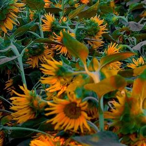 All sales are final • no return/exchange/trade